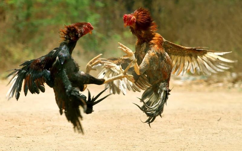Các loại cược phổ biến nhất thường có trong game cá cược Đá Gà  
