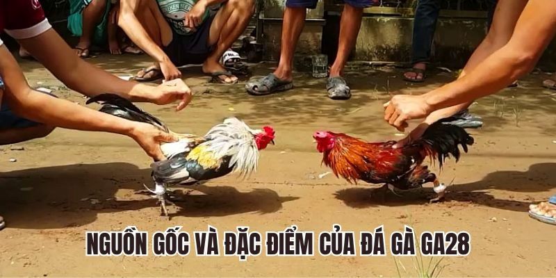 Đá Gà GA28 tại Sanvip – Trải nghiệm cá cược giải trí hiện đại, nhanh chóng và an toàn 2 Đá gà cựa dao với móng vuốt sắc bén, độ sát thương cao