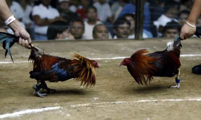 Mẹo Đá Gà Sabong thông minh cho người mới  